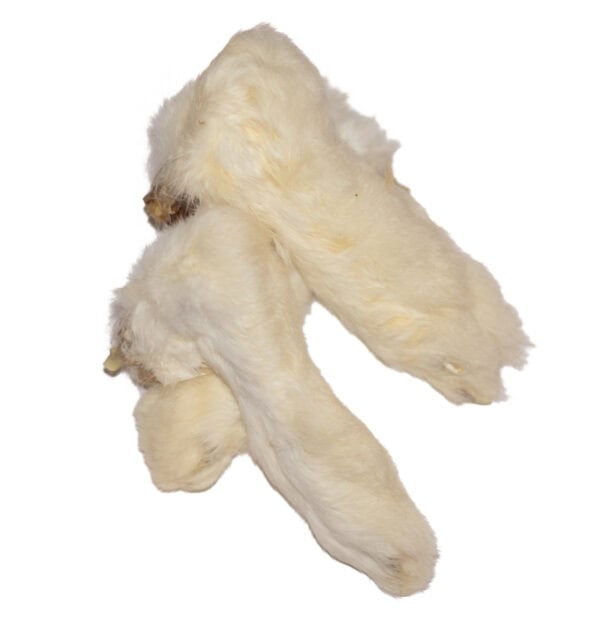 Rabbit Feet – Four Wet Paws